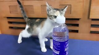 Kitten Kimi saw carbonated water for the first time