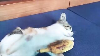 When I showed the banana to the kitten Kimi, an accident happened…