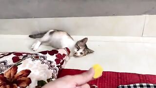 Kitten Kimi vs PET bottle cap