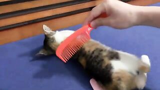 Cat Kimi refuses to be brushed