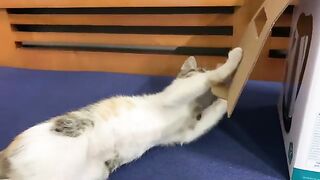 Kitten Kimi is addicted to playing with cardboard box