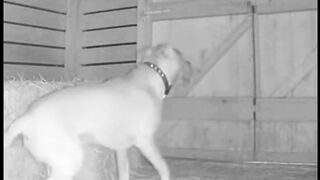 Door Smashes Open — Dog’s Reaction Is Unreal #CaughtOnCamera #DogReaction