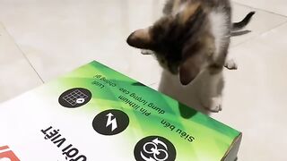 me and the kitten kimi unboxing the item