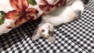 I made a paper airplane for kitten Kimi