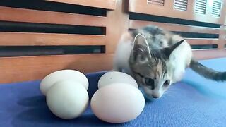 Kimi Kitten Surprised With Eggs