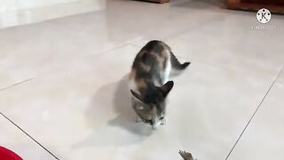 Cats vs Fish