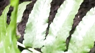 I just found out that sometimes there are fish near the fern tree.