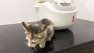 Kimi curiously explores the kitchen