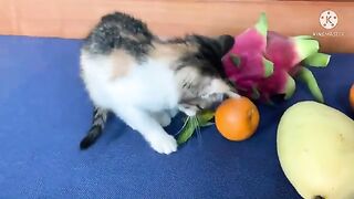 My valentine and Kimi - Cute animals