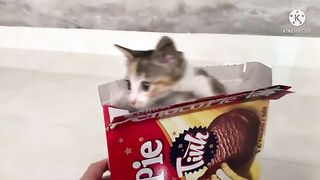 Kimi kitten and box of chocopies