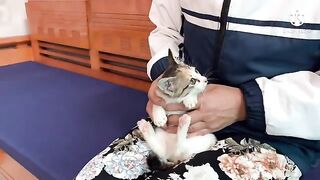 My mother came to play with the kitten Kimi
