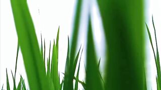 Sunset Dew in the Rice Fields