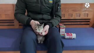 My normal day with kittens