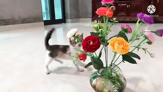 Kitten KIMI’s plays with the flowerpot