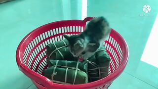 Curious kitten with a basket