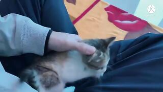 Brush the kitten’s hair