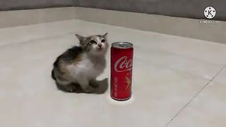 Mischievous kittens and soda cans