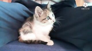 Make my cat happy