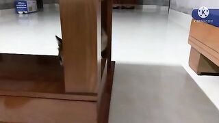 The curious kittens