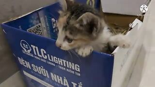 Mischievous cat