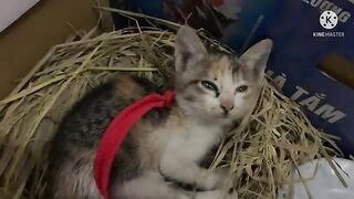 Getting to know the kittens ( part 2 )
