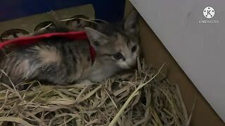 Getting to know the kittens ( part 1 )