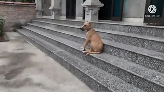 Mischievous dog