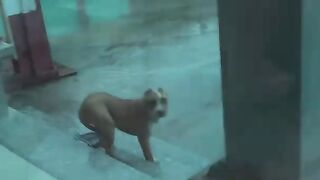 The faithful dog