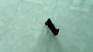 A kitten's meowing isn't just a plea for food; it's also its way of wanting to sleep on its owner.