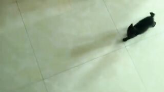 Only one kitten is left, because its friend has been adopted, I know that kitten will be very sad.