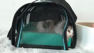 Kittens and the food fight: the pate is so delicious that the kittens can't stop eating it.