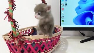 The kitten cried for its mother and then fell asleep right on my desk.