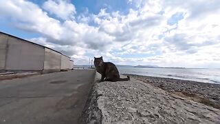 I sat next to a cat on the breakwater of Cat Island, and it naturally jumped onto my lap.