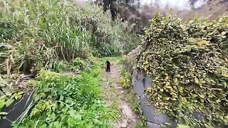 I was walking around Cat Island when I came across a cat fight.