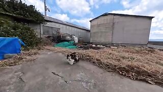 When I petted the calico cat in the vacant lot, it happily came and rubbed against my feet.