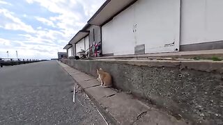 I was sitting on the side of the road petting a cat when another cat came along and we started fighting.