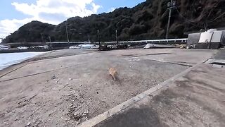 I was sitting at the fishing port when a cat came running up to me.