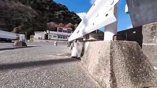 A talkative cat at the ferry terminal got seriously scolded by the resident when he peeked into the cat house lol