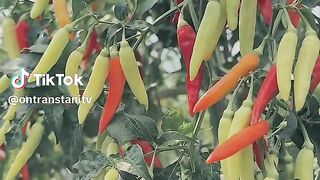 Super Chilli