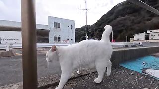This cat at the ferry terminal turned its back to me when I got close and asked for a pat on the back - so cute!