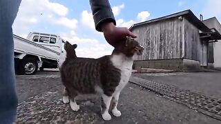 Walking the streets of Cat Island with Woof Woof Cat