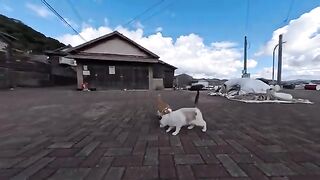 The square in front of the Cat Island Fisheries Cooperative Association was heavenly... A happy space where time melts away surrounded by cats