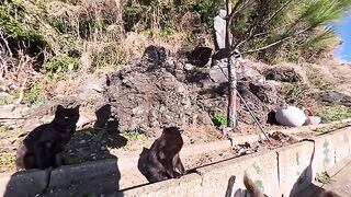 After going around the island and returning to the port, the cats joined us ???? We had a relaxing time walking together to the ferry terminal.