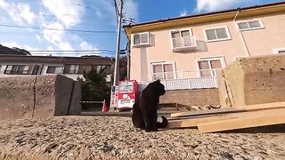 A black cat I met on a breakwater came over to get petted in a good mood, but was chased away by a rival cat that arrived later.