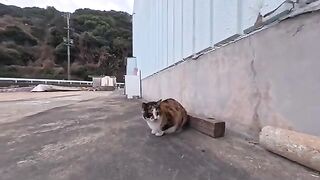 This calico cat always greets me when I meet him, and when I pet him he rolls around happily, which is adorable.