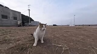There was a talkative cat in the square in front of the fishing port.
