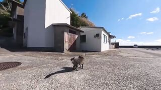 I went from the harbor to the cat meeting place behind the pool and before I knew it, cats were gathering.