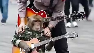 Viral Monkey Playing Guitar in Alun Alun Indonesia #empudstudiogrup #empudstudio #shorts