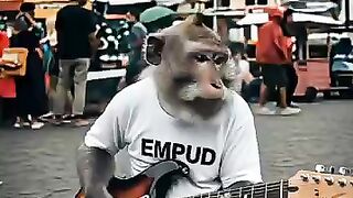 Viral Monkey Playing Guitar ???? #empudstudiogrup #empudstudio #shorts