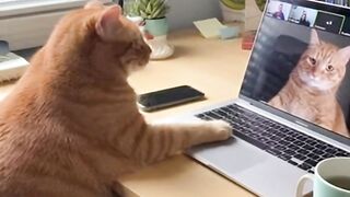 Cat Joins Zoom Call for the First Time! ????????
